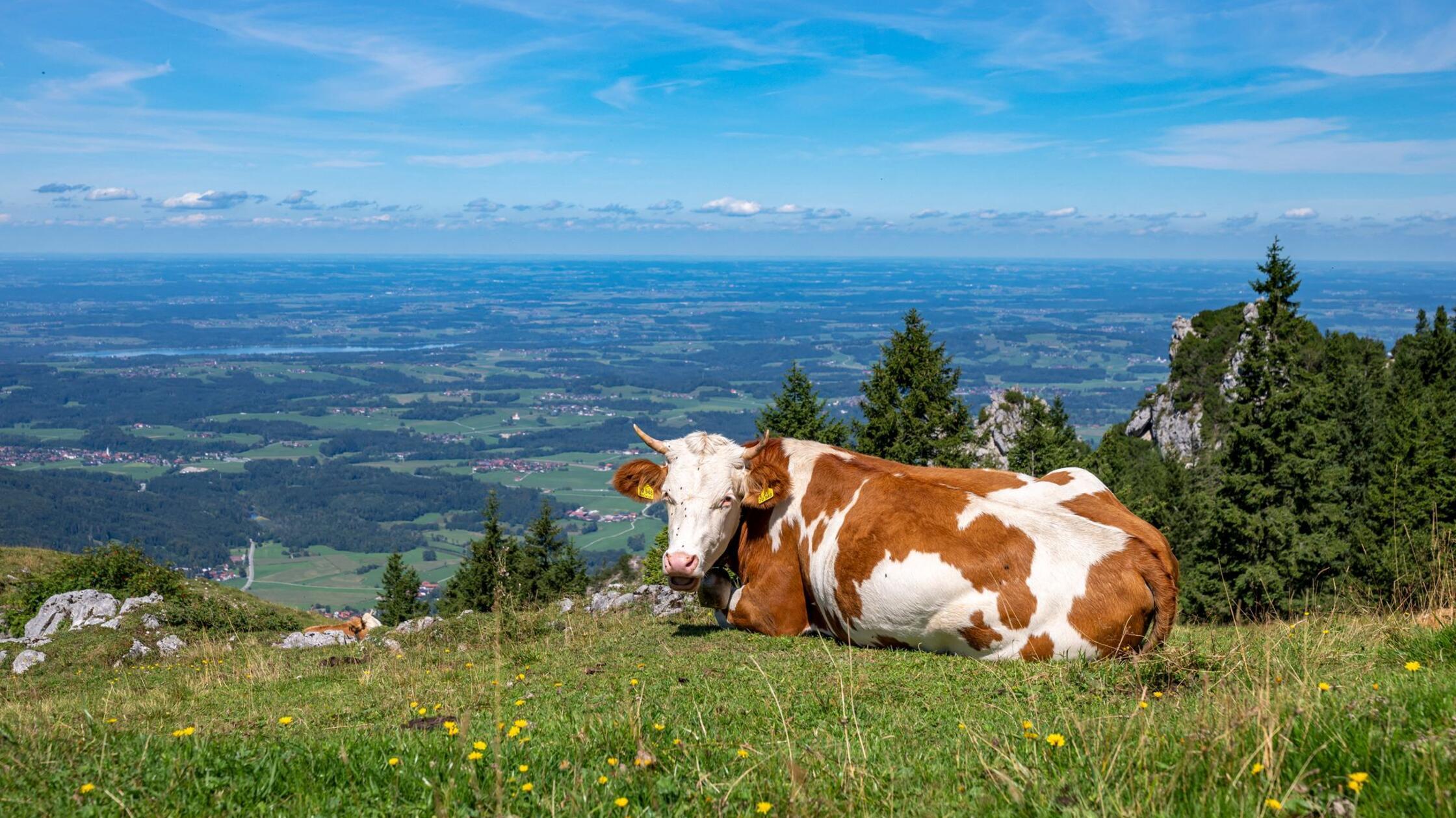 Eine Kuh liegt auf einer Bergwiese auf der Kampenw