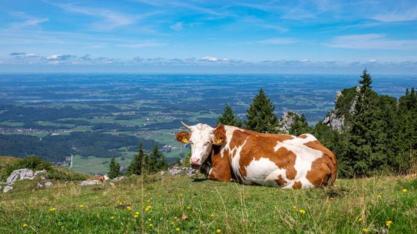 Eine Kuh liegt auf einer Bergwiese auf der Kampenw