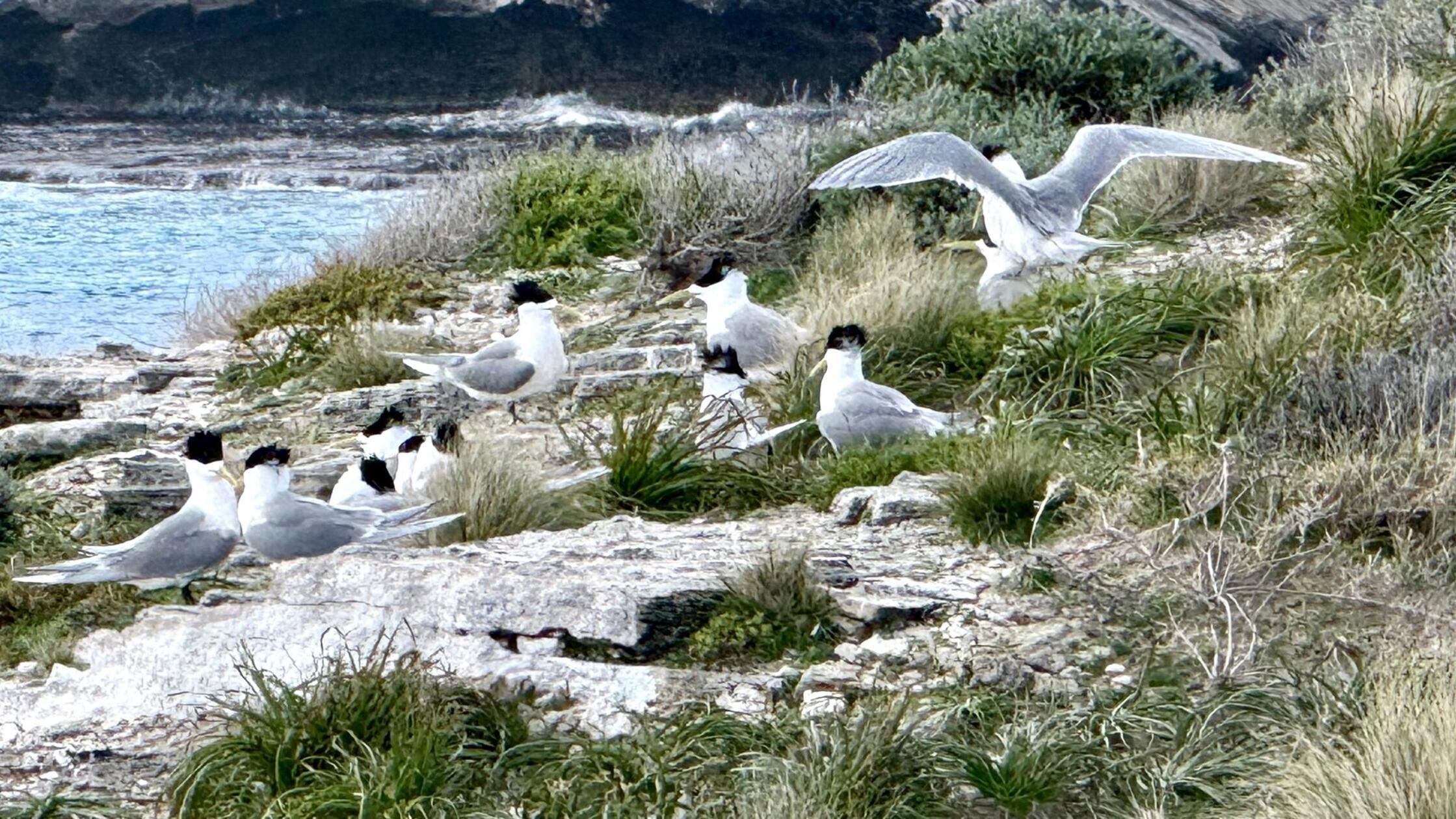 Eilseeschwalben (crested terns) stehen an der Küst