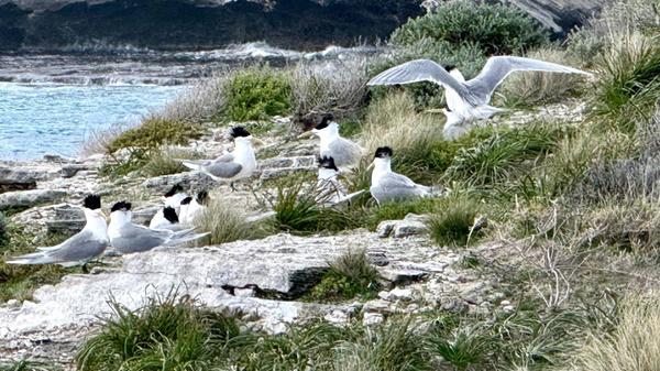 Eilseeschwalben (crested terns) stehen an der Küst