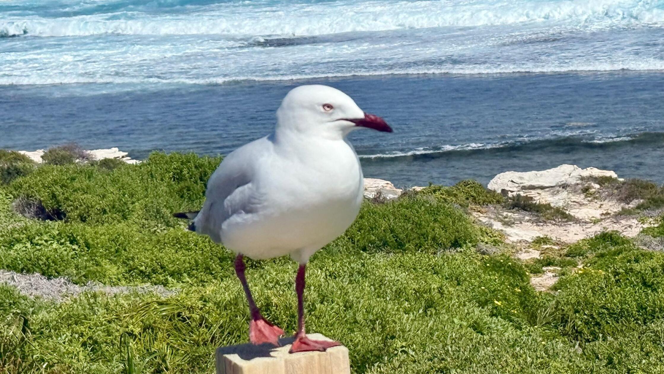 Eine australische Silberkopfmöwe (silver gull) ste