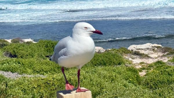 Eine australische Silberkopfmöwe (silver gull) ste