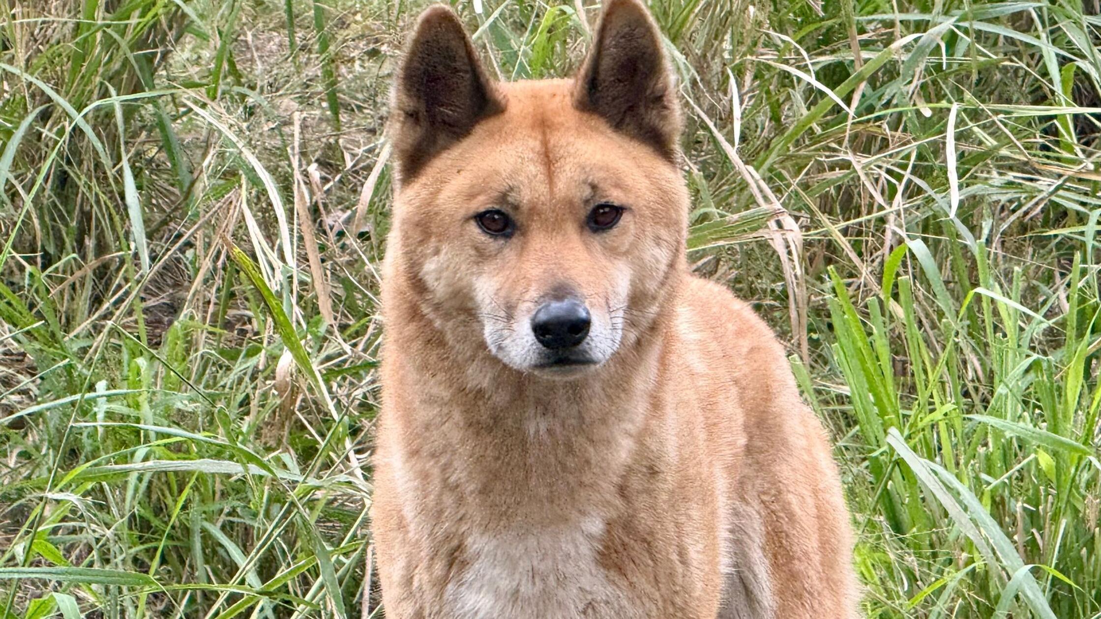 Ein Dingo ist in seinem Gehege im Lone Pine Koala 
