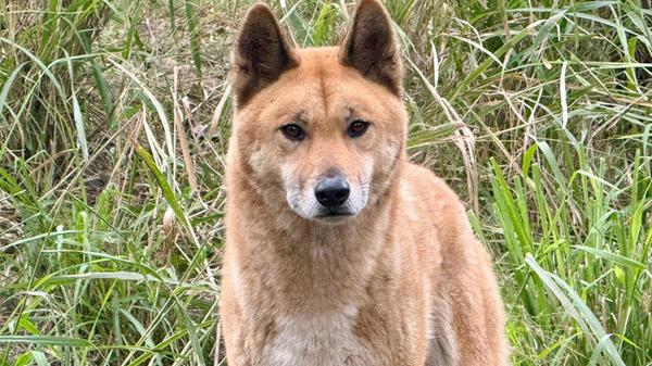 Ein Dingo ist in seinem Gehege im Lone Pine Koala