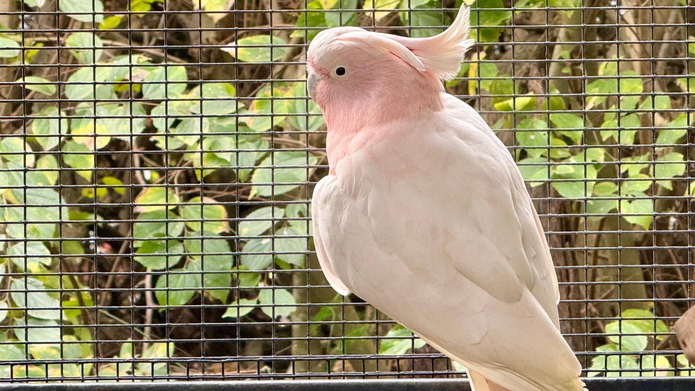 Ein Inka-Kakadu (pink cockatoo) ist im Lone Pine K