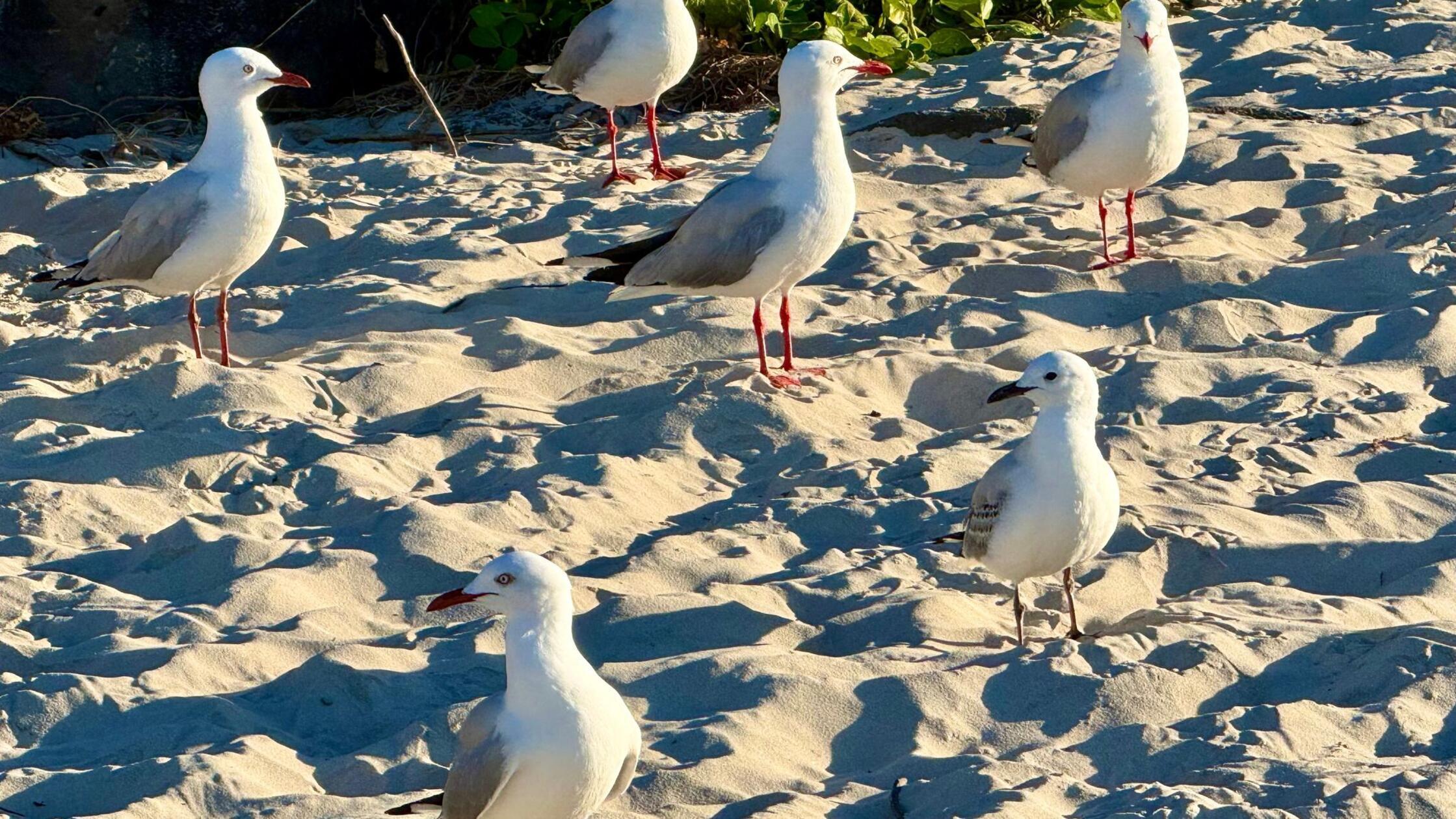 Australische Silberkopfmöwen (silver gulls) stehen