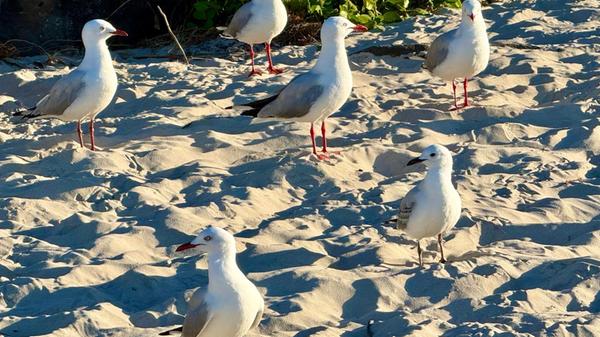 Australische Silberkopfmöwen (silver gulls) stehen
