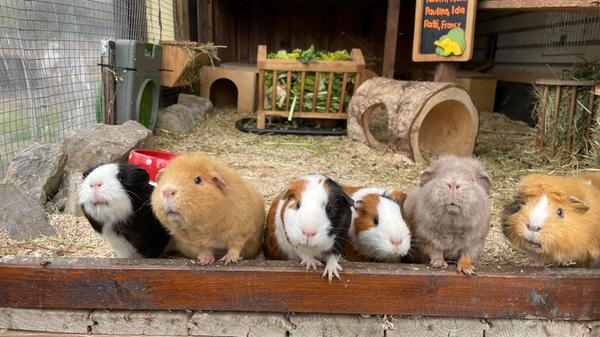 Patenschweinchen Annemarie Ganzer 2