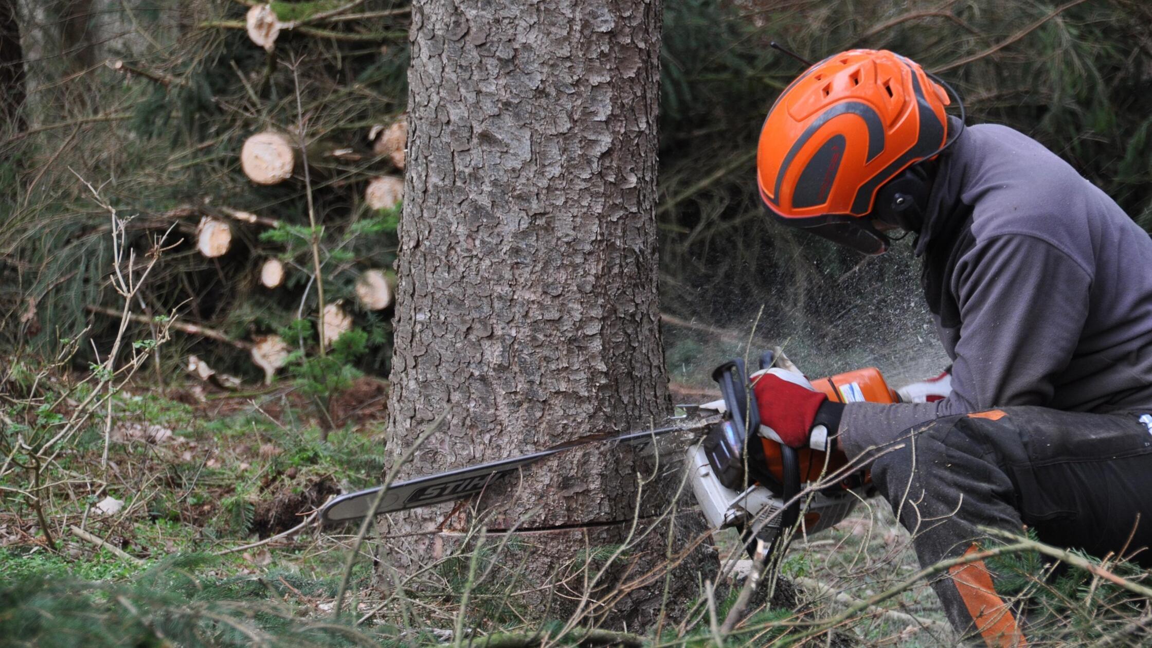 Internationaler Tag des Waldes: Wälder und Wirtsch