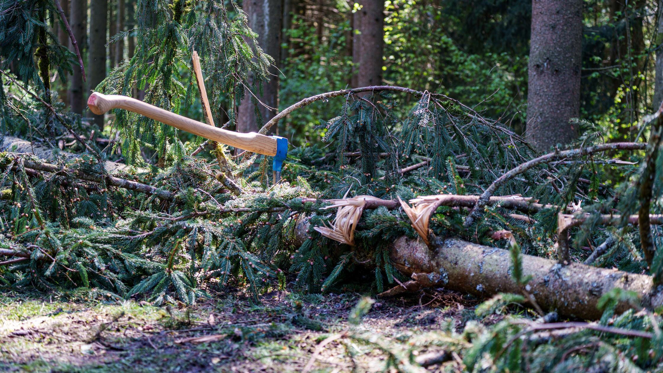 Universal Sappie steckt in einem gefällten Baum im