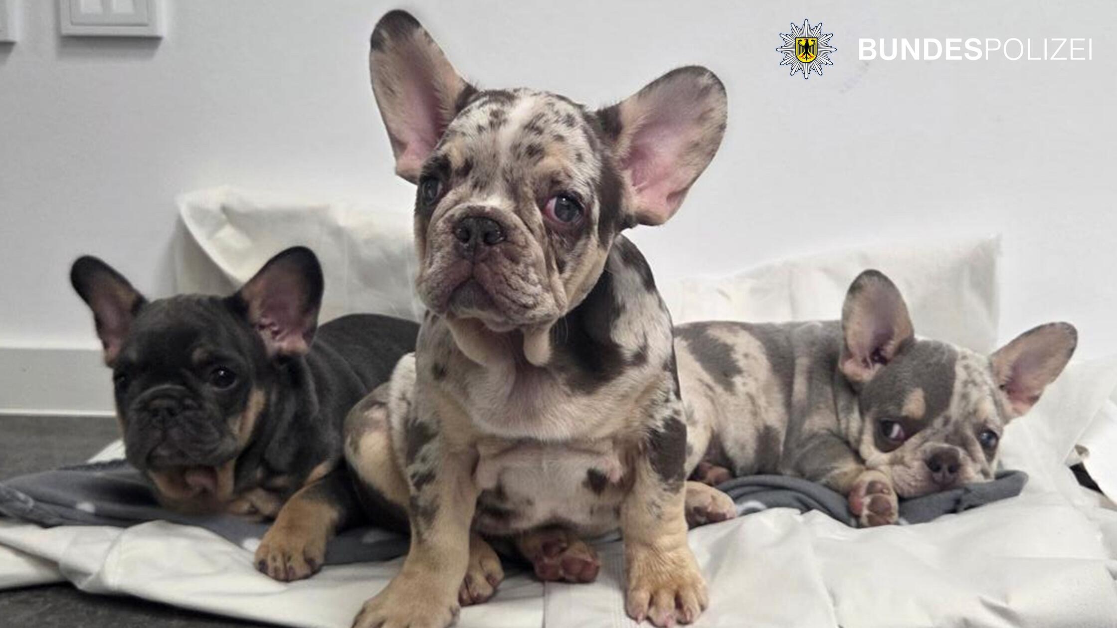 Tierisches Trio am Hauptbahnhof