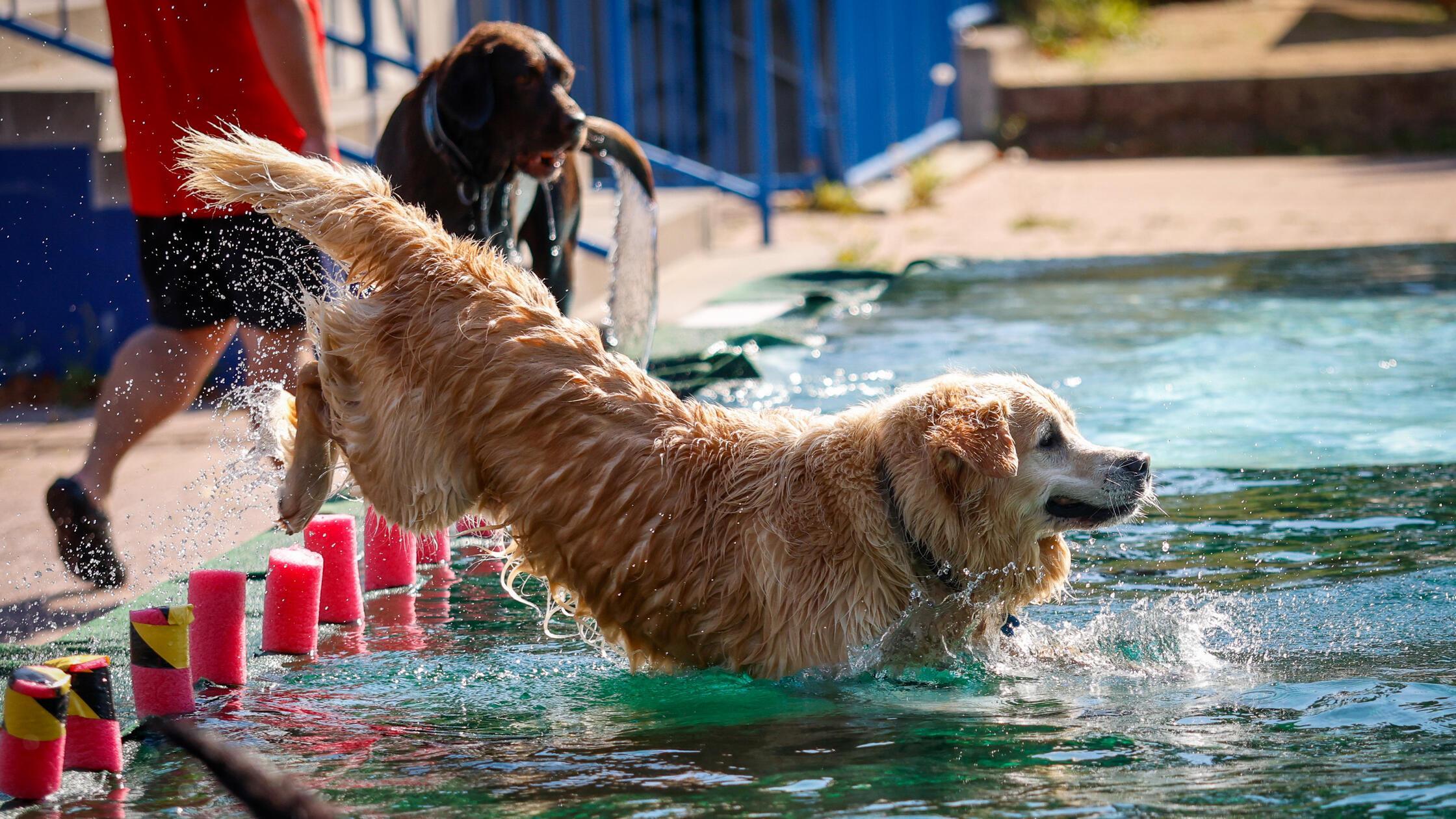210825_di_hundebadetag41