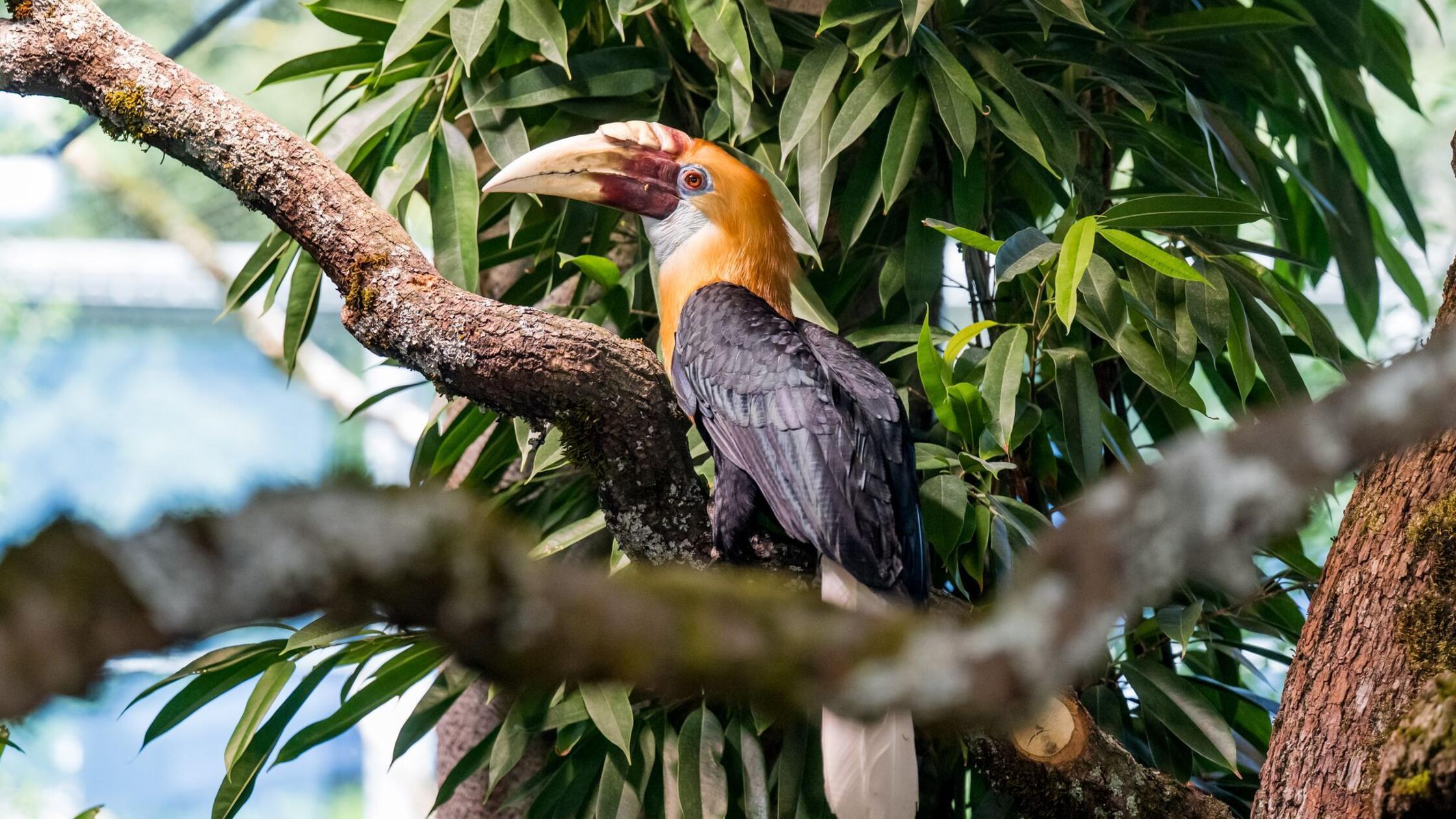 Ein Papuahornvogel in der umgebauten Hellabrunner 