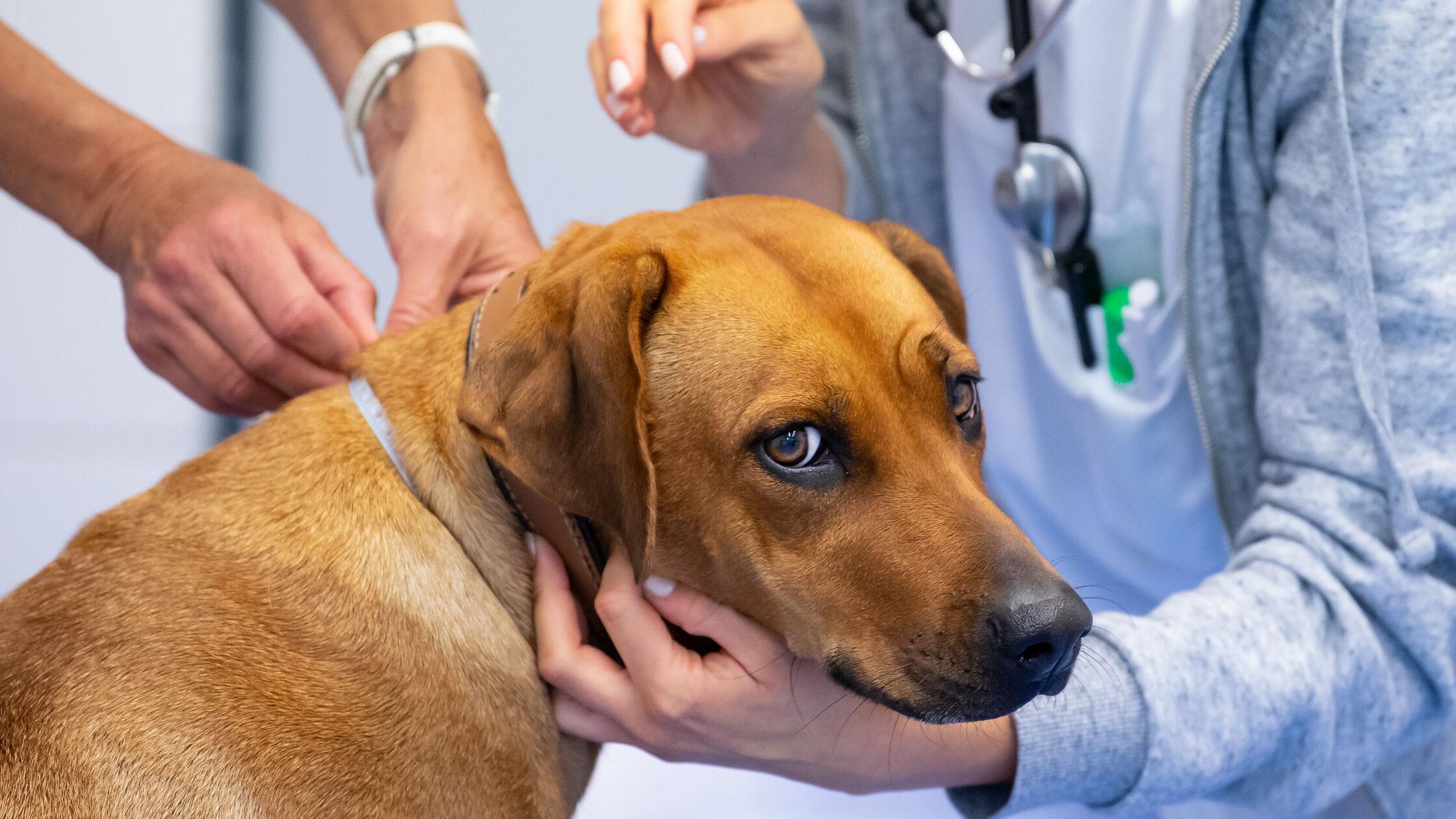 Juckreiz und Bauchgrummeln? Beim Tierarzt wird der