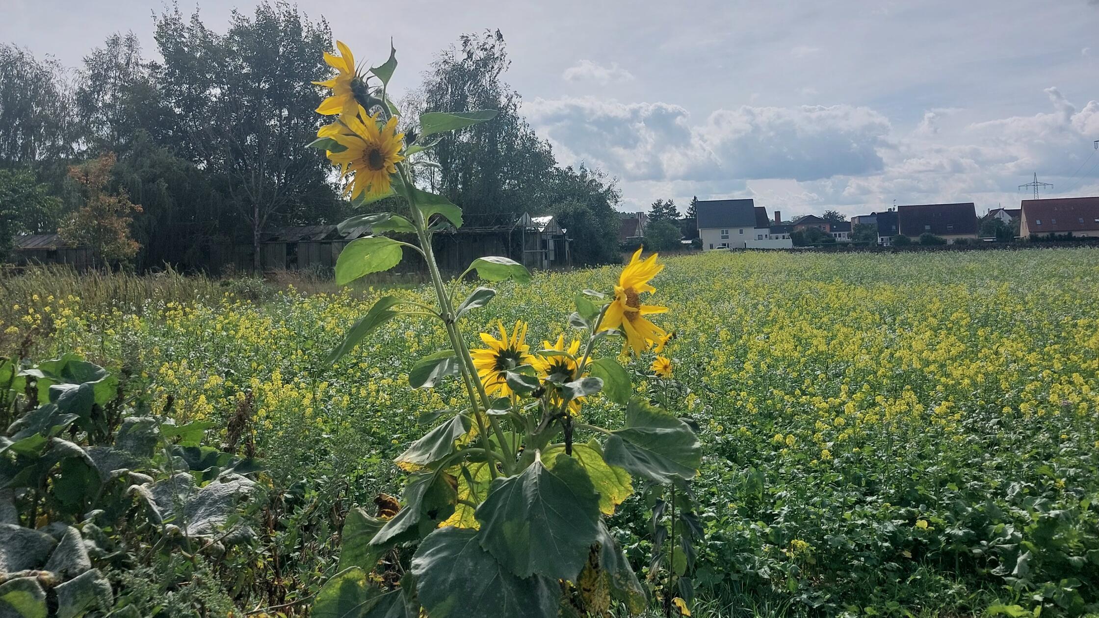 Bald sonnige Aussichten? Für private Zwecke sowie 