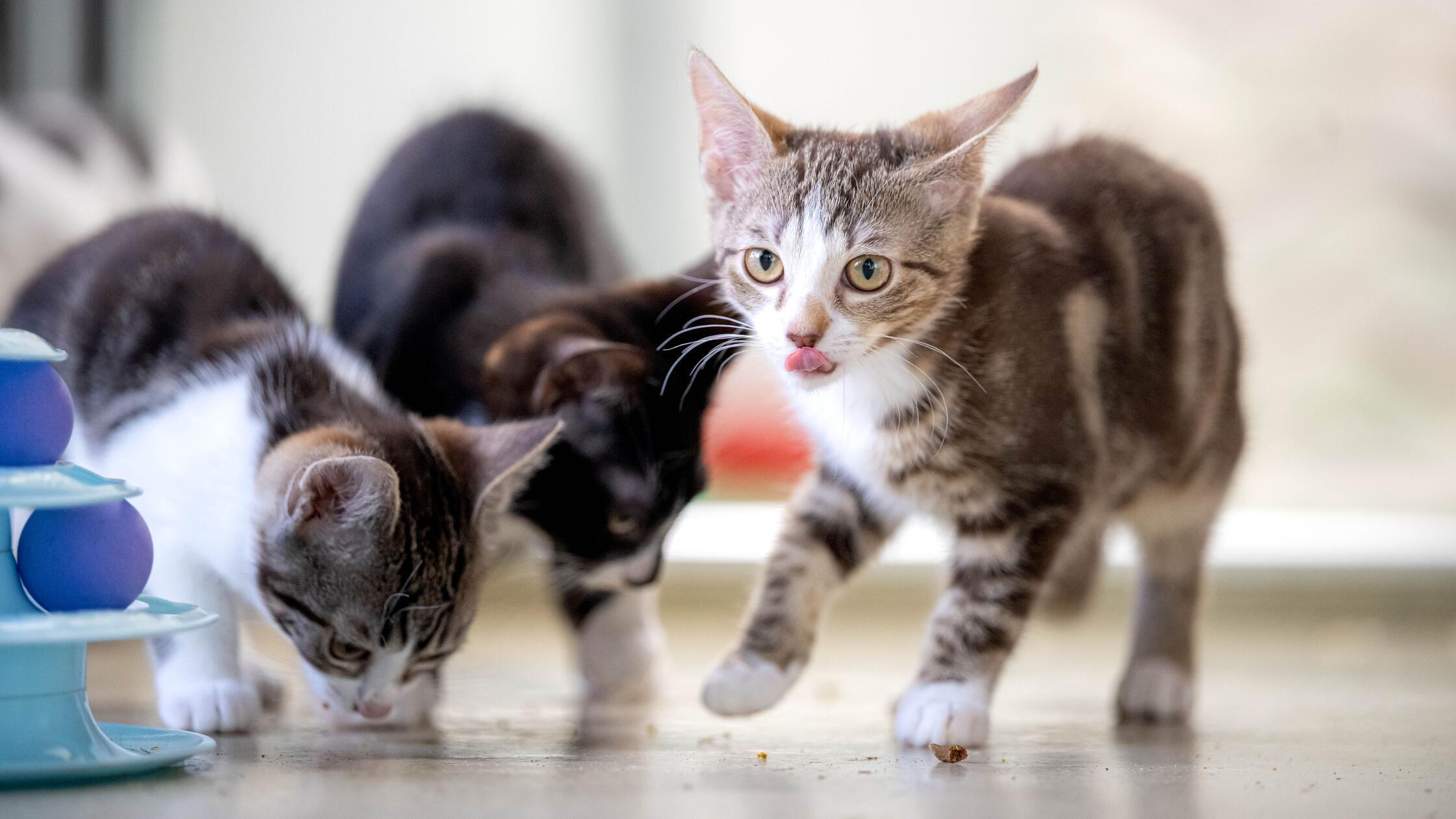 Junge Katzen im Tierheim Bremen. In einer kleinen 