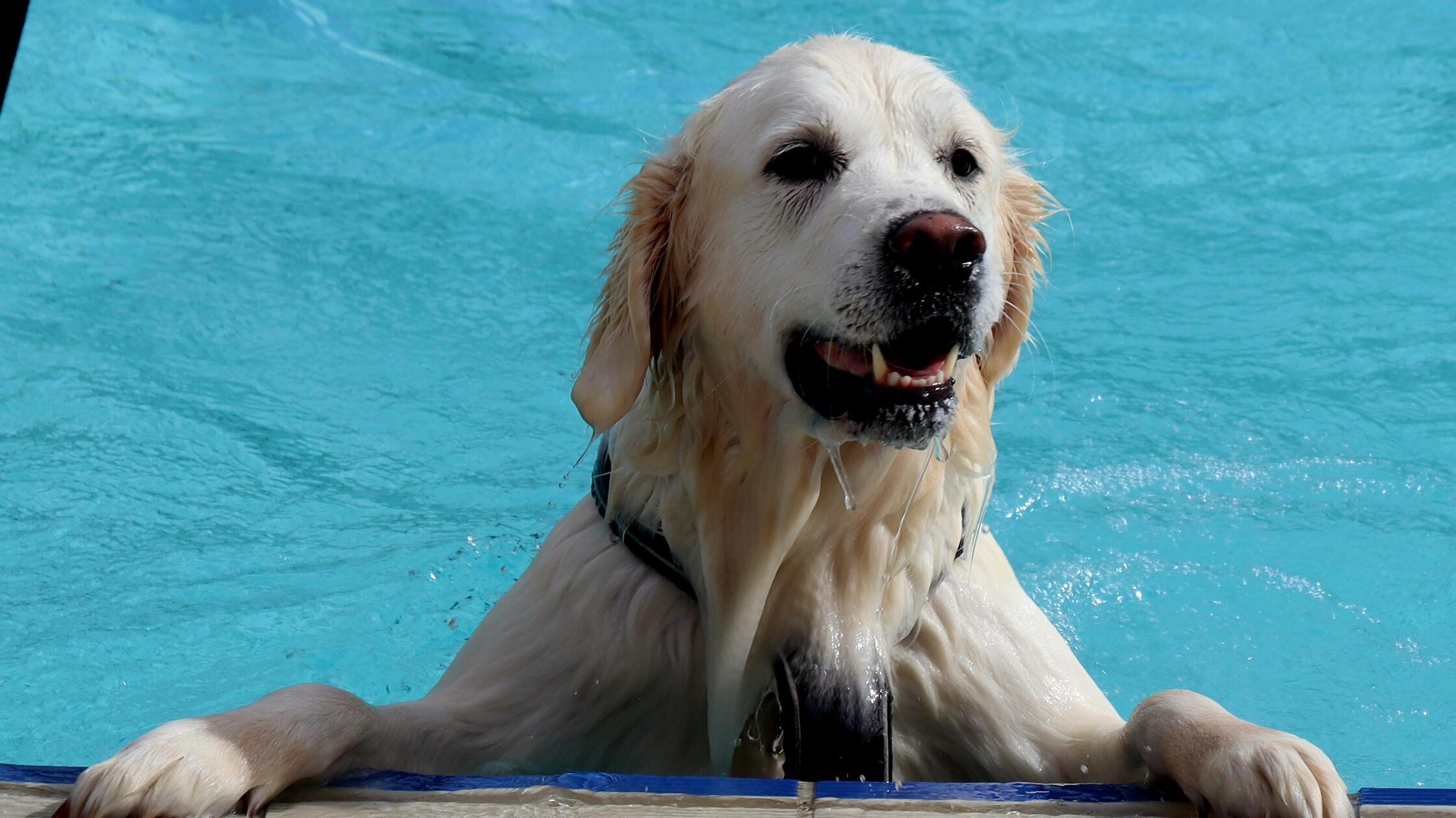 Hundebadetag Waldbad am Limes
