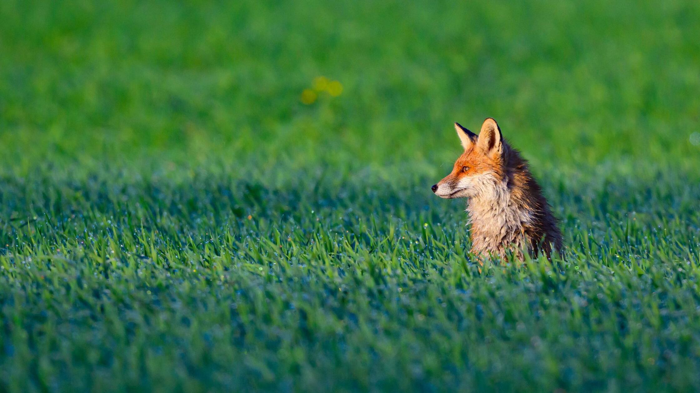 Ein Rotfuchs (Vulpes vulpes). (zu dpa: «Hilfeschre