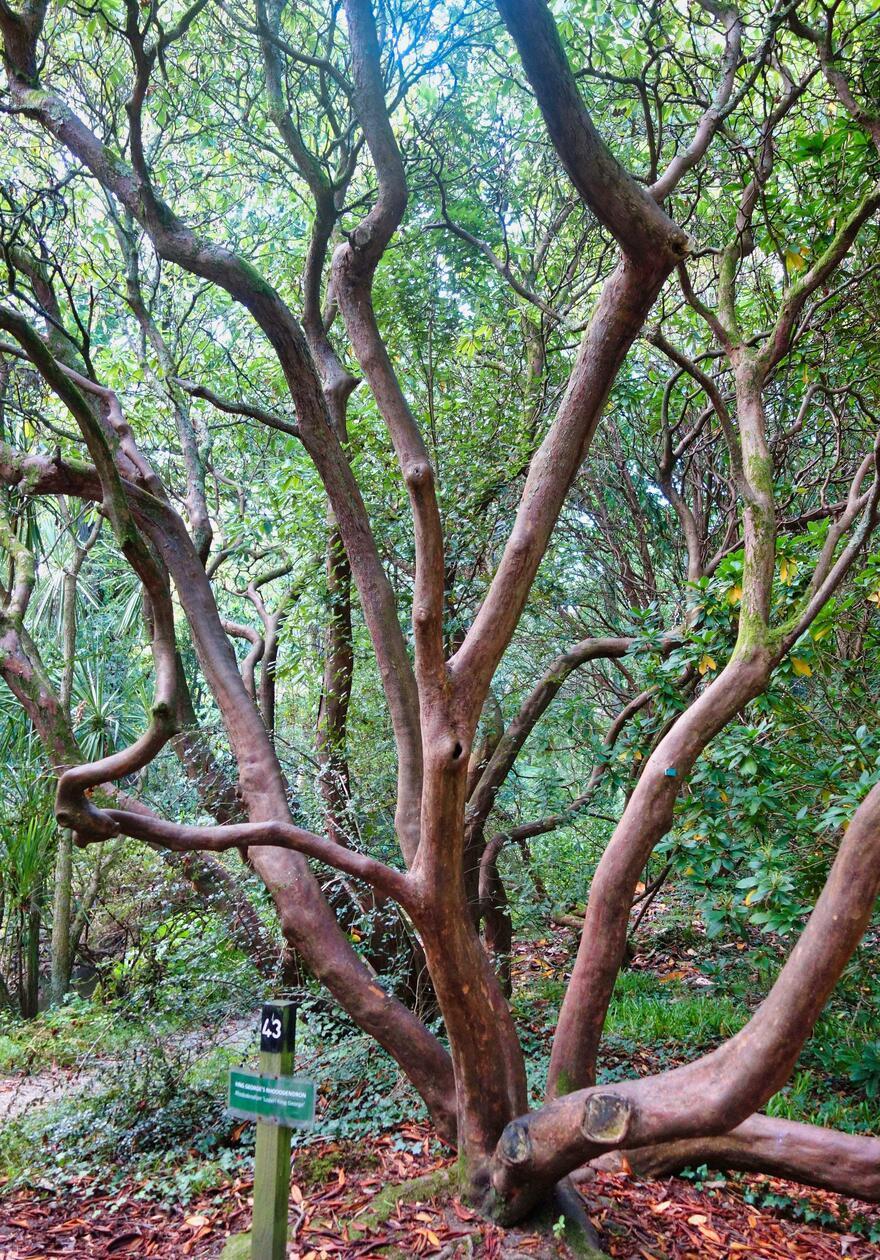 Über 4000 Pflanzen aus aller Welt finden sich in der Gartenanlage. Hier ein Exemplar eines „King George’s Rhododendron“.