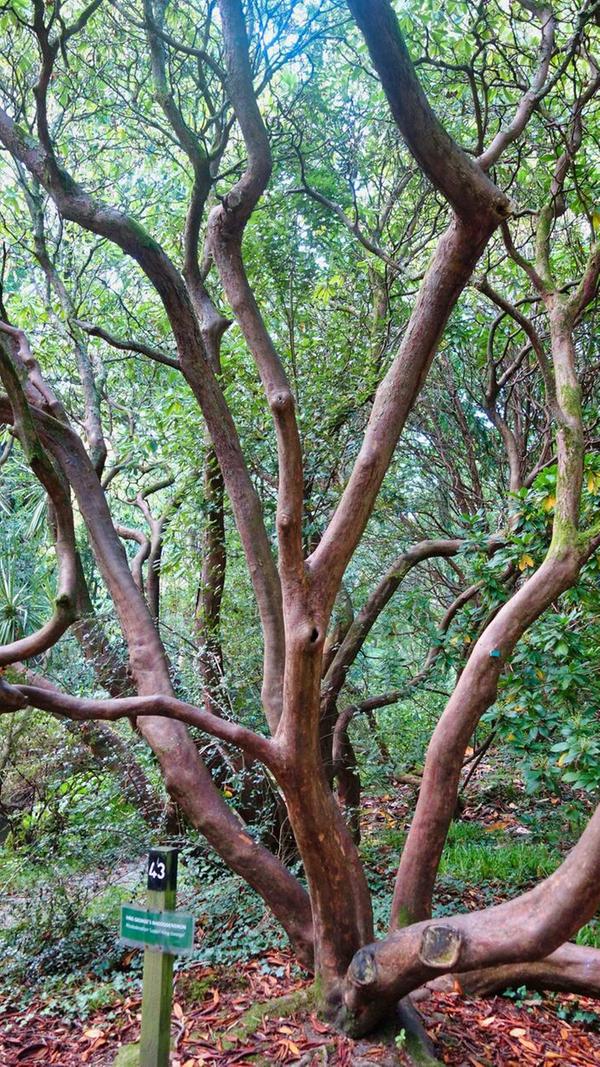 Über 4000 Pflanzen aus aller Welt finden sich in der Gartenanlage. Hier ein Exemplar eines „King George’s Rhododendron“.