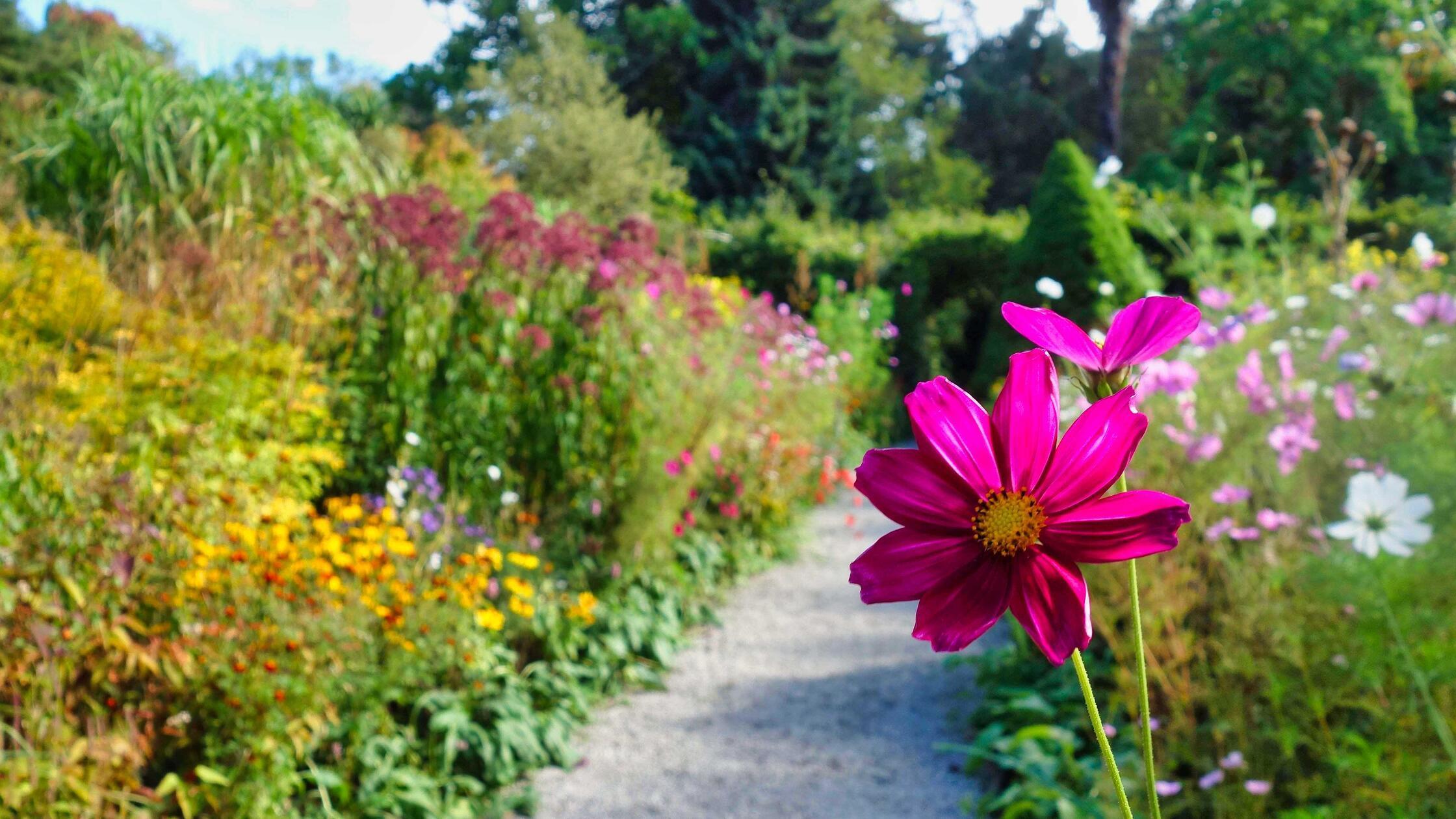 Die „english Border“ in den "Mount Usher Gardens" zeigt sich noch im Spätsommer außerordentlich farbenfroh.