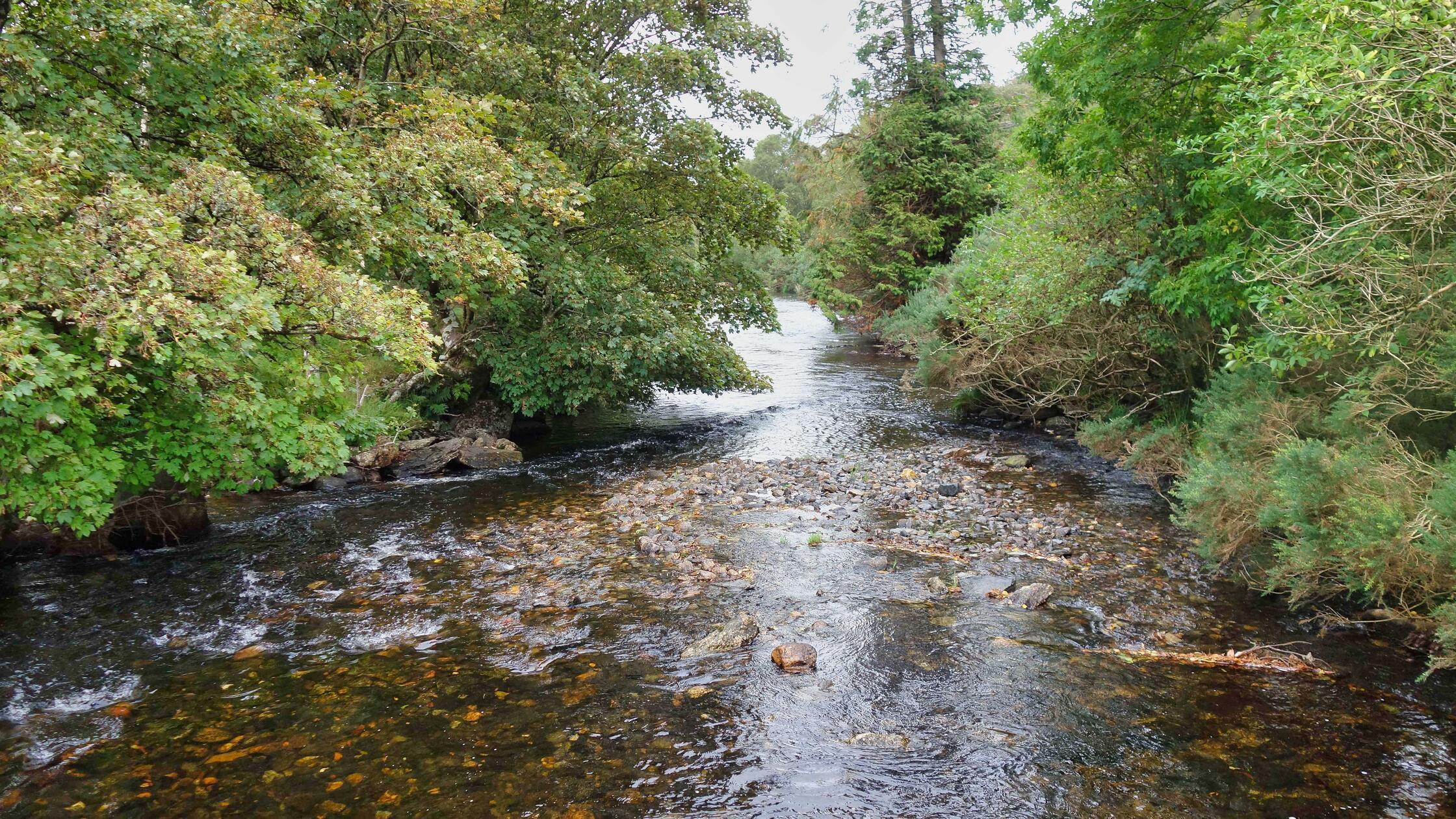 Der Fluss Avonmore zeigt sich nahe des Klosters Glendalough sehr naturbelassen.