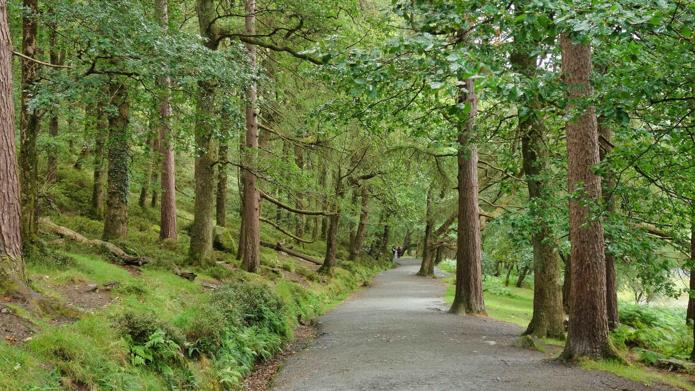 Der Wald nahe des Klosters Glendalough wirkt sehr ungewöhnlich.