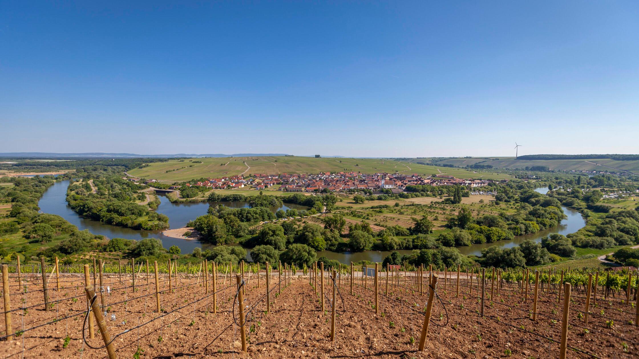 Die Mainschleife bei Nordheim Umgeben von Weinberg