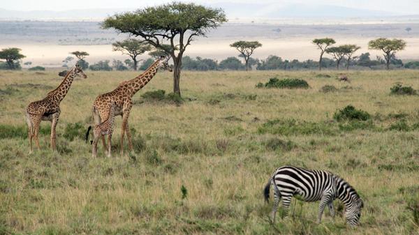 Giraffen und ein Zebra stehen im Nationalpark. (zu