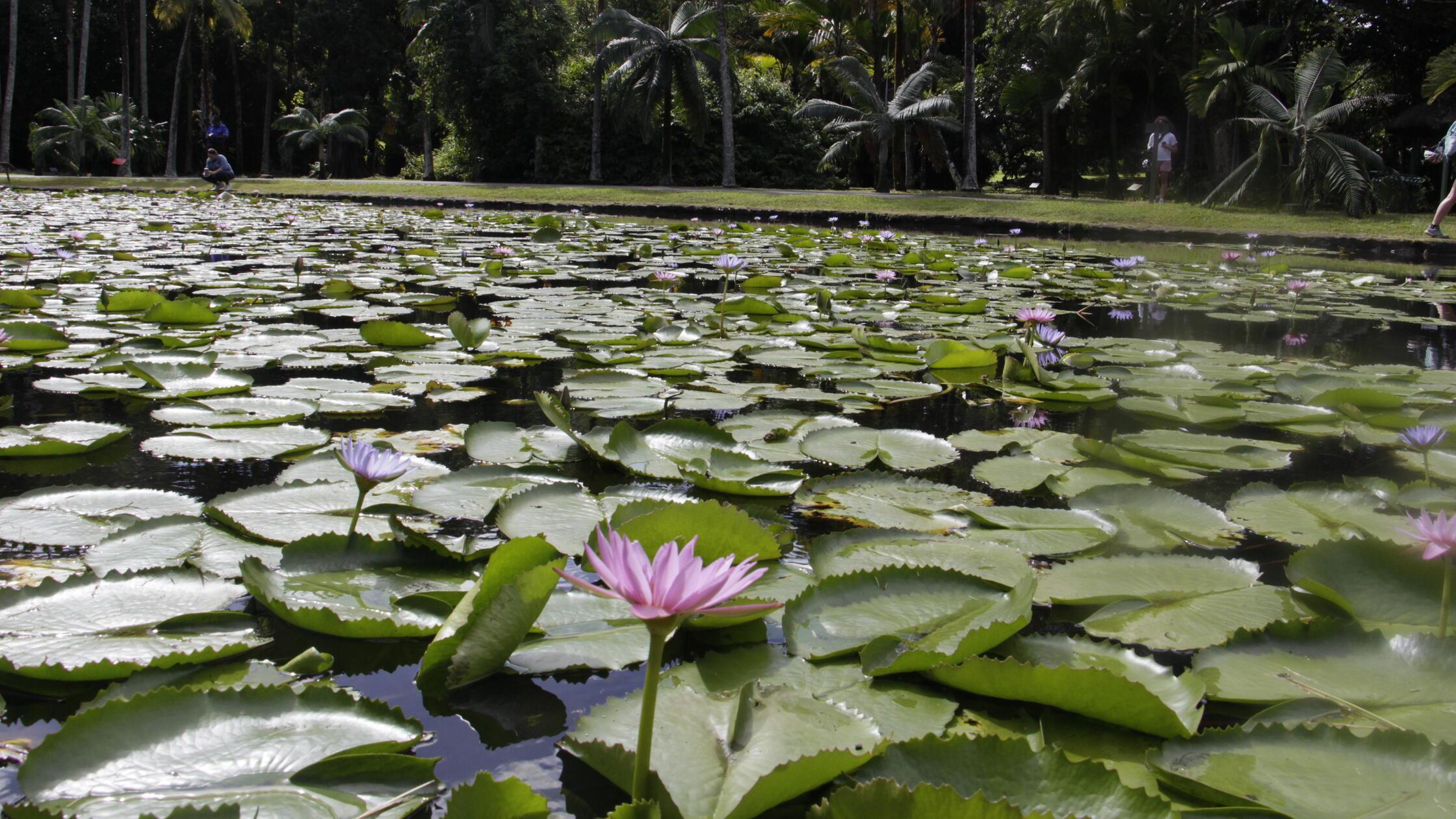 Pressereise Mauritius Botanischer Garten