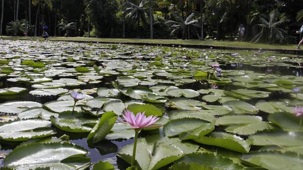 Pressereise Mauritius Botanischer Garten