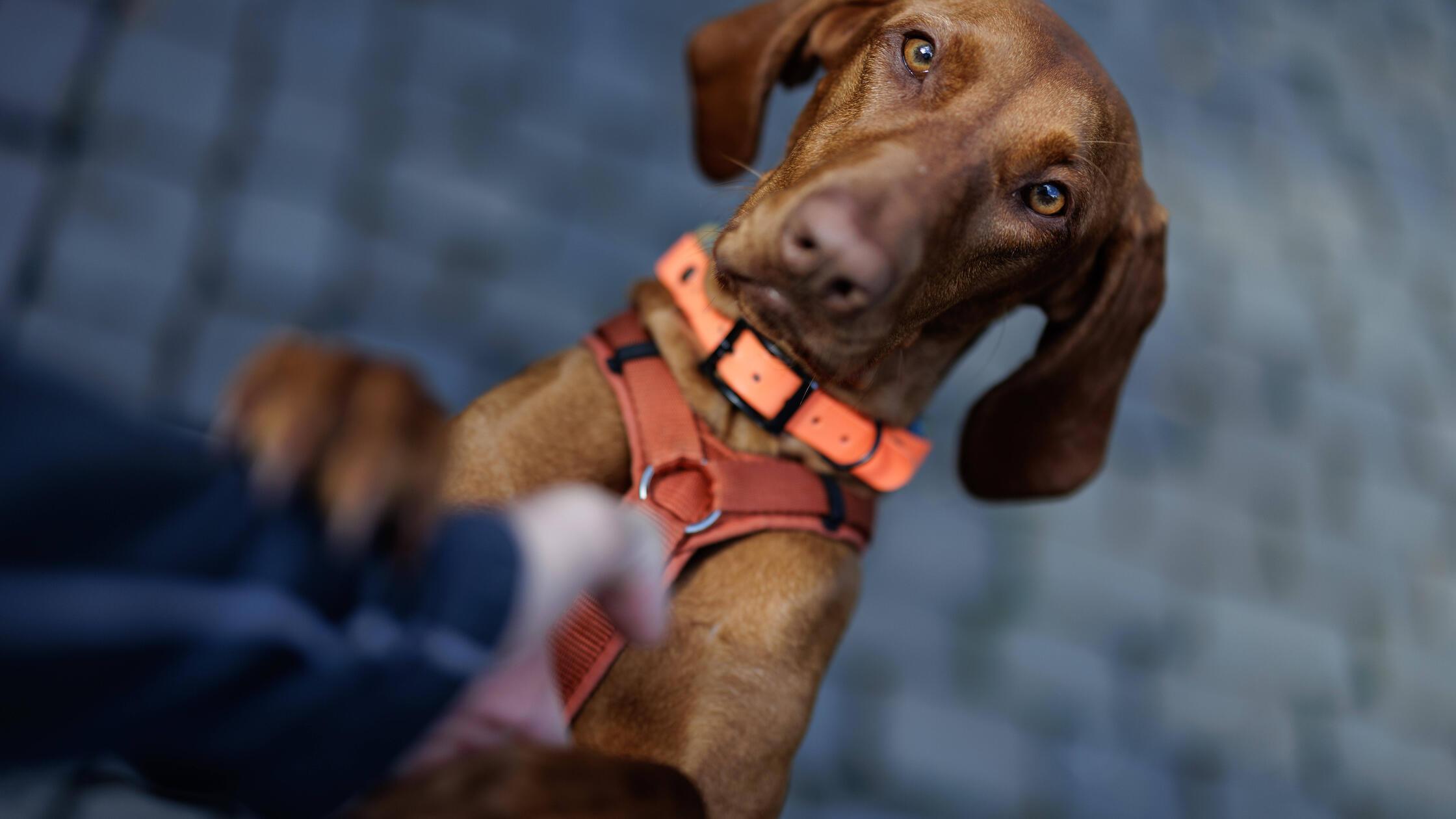 Madda the Vizsla
