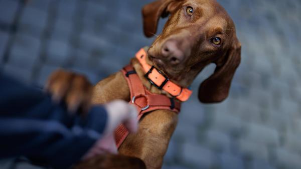 Madda the Vizsla