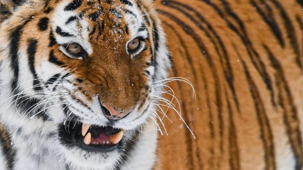 Ein Sibirischer Tiger (Amur-Tiger) im Freigehege d