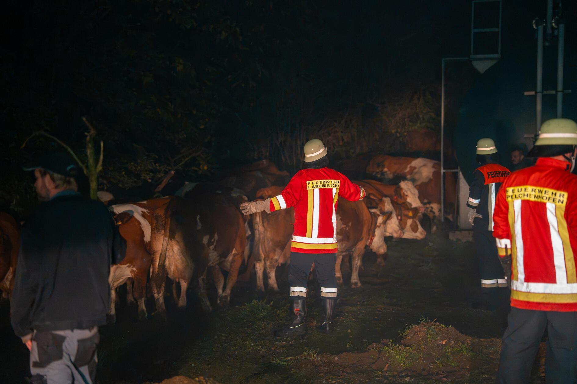Da in der Nacht noch nicht alle Tiere eingefangen waren, suchte die Feuerwehr mit einer Drohne nach den vermissten Kühen.