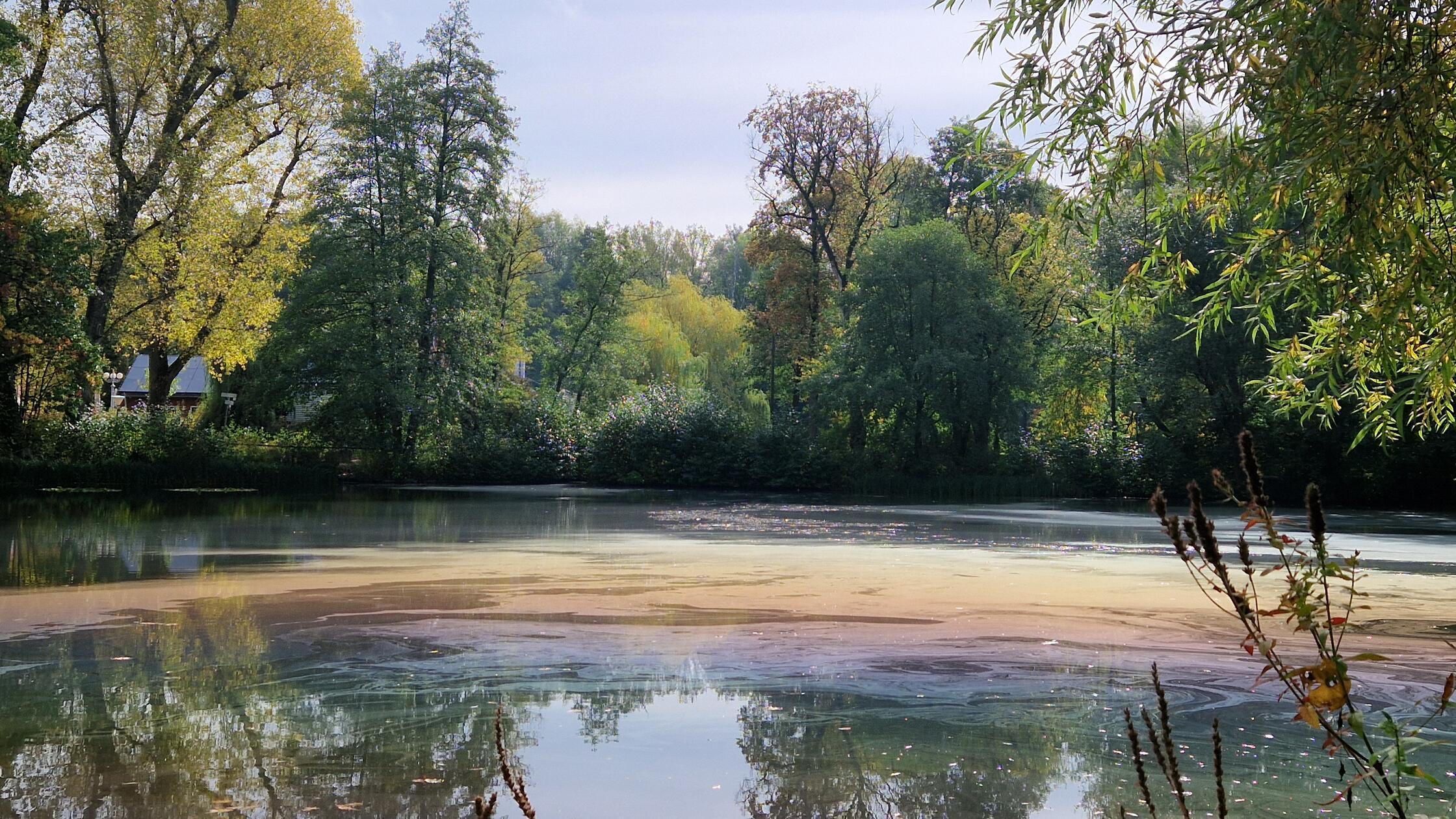 “Looks like an oil slick”: Strange layer of water on the Valznerweiher ...