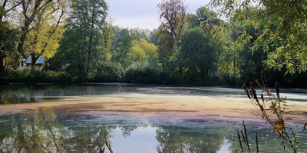 “Looks like an oil slick”: Strange layer of water on the Valznerweiher ...