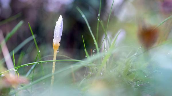 Ein Regentropfen rinnt an der Blüte eines Herbstkr