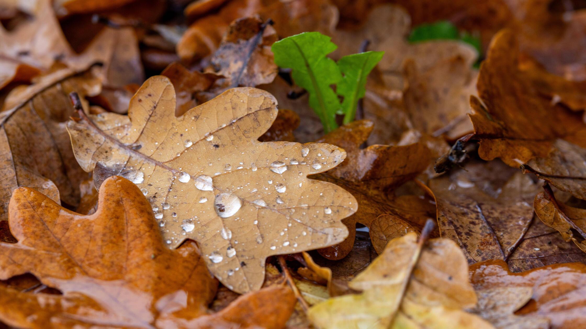 Laub im Garten: Wo Blätter liegen bleiben dürfen und wo sie im Herbst wegmüssen - das raten Experten aus Bayern
