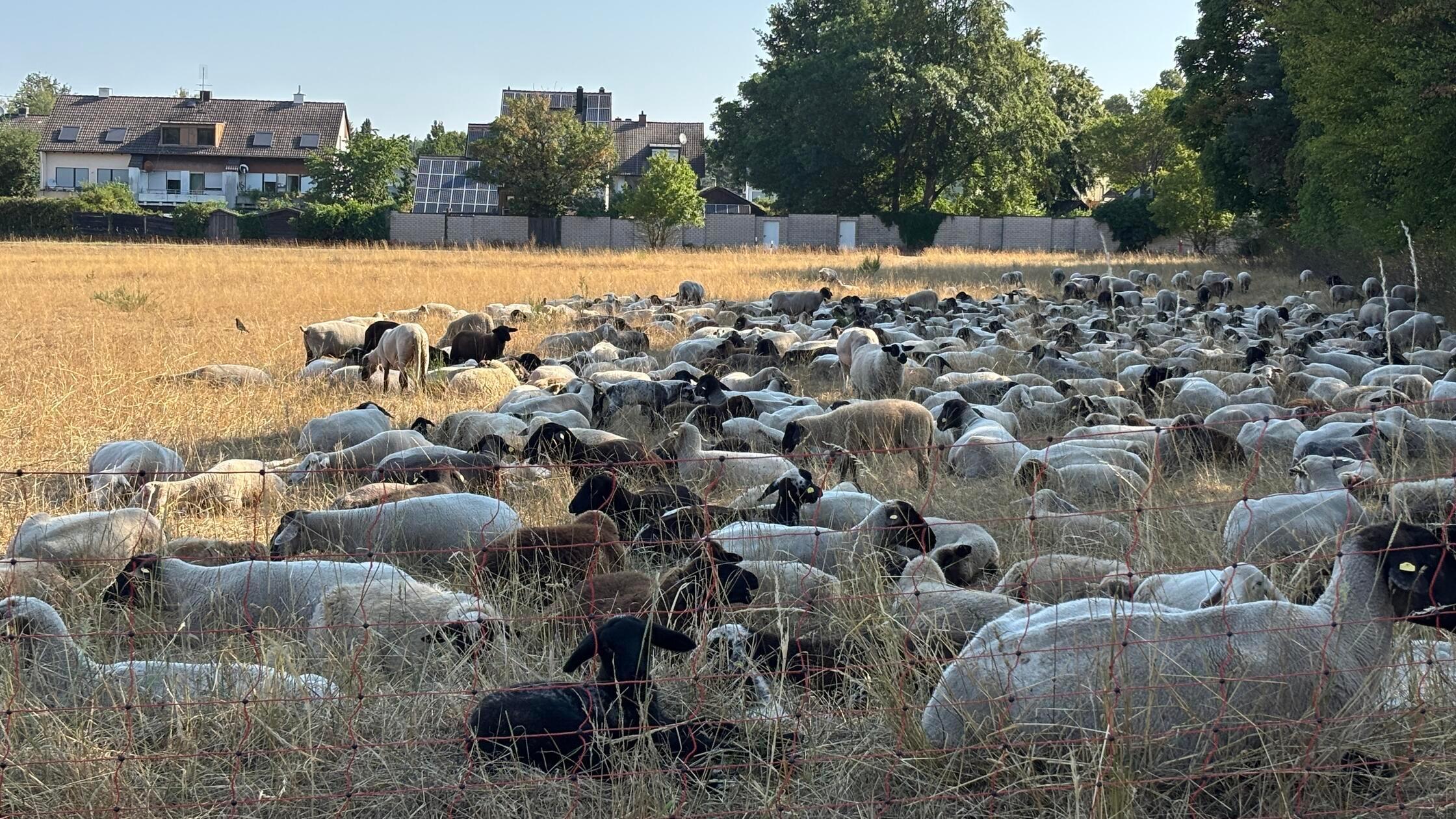 Moorenbrunnfeld in Nürnberg: Stadt legt umstrittene Schutzpläne aus