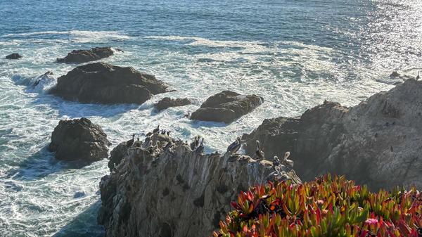Sonoma County liegt nördlich von San Francisco und ist einer der kühleren Orte des "Sunshine State" Kalifornien. Landschaft und Wetter erinnern fast ein wenig an die Bretagne, nur die Pelikane gibt es im Westen Frankreich nicht.