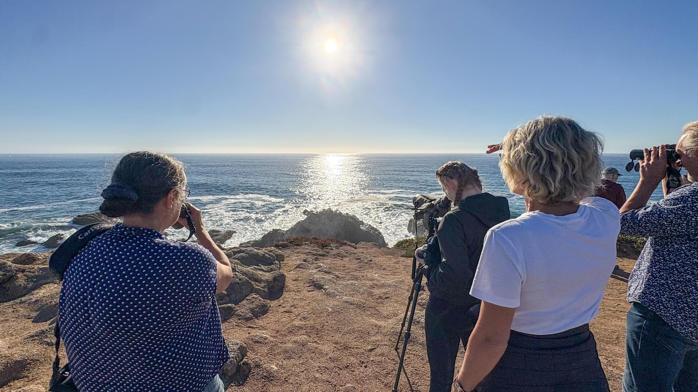 Doch an der Küste gibt es neben Vögeln und Seehunden noch viel größere Tiere zu bestaunen: Diese Touristen beobachten in Bodega Bay durch das Teleskop gerade zwei Buckelwale, die nach Süden wandern.