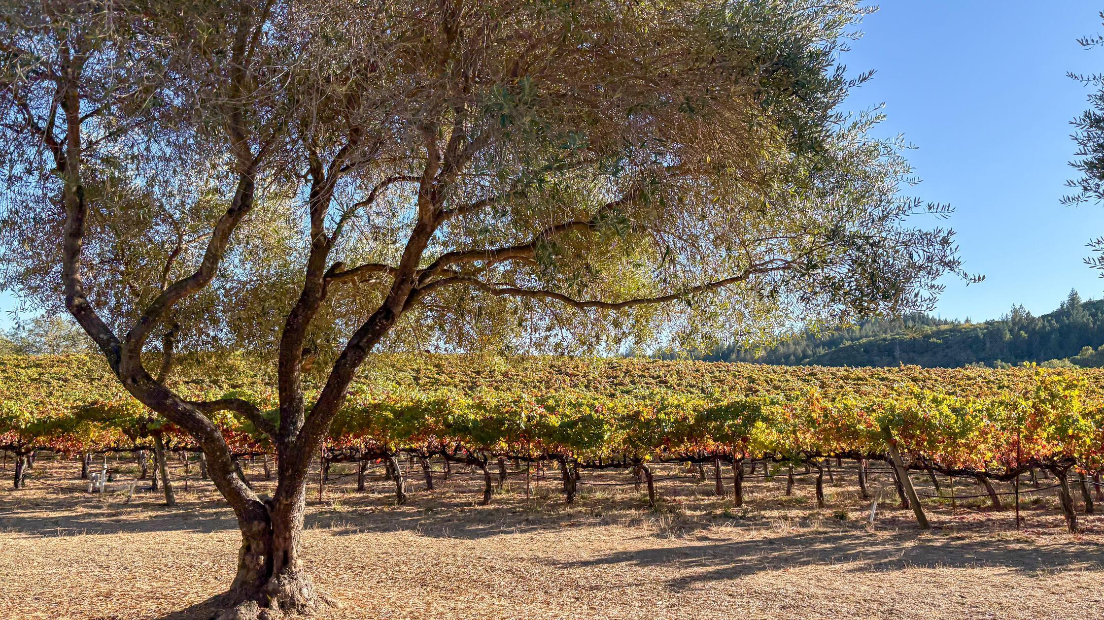In den USA ist Sonoma vor allem als Weinanbaugebiet bekannt, etwa sechs Prozent der Fläche des Countys ist Weinreben vorbehalten.