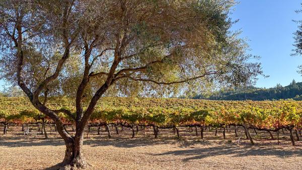 In den USA ist Sonoma vor allem als Weinanbaugebiet bekannt, etwa sechs Prozent der Fläche des Countys ist Weinreben vorbehalten.