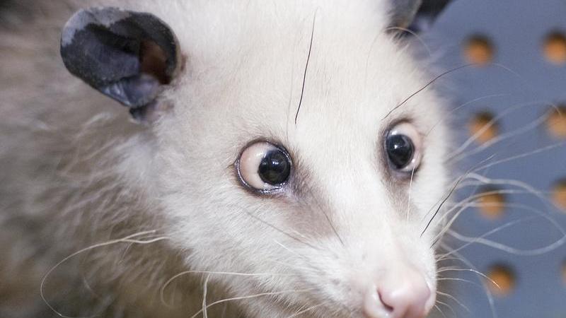 Opossum Heidi ist tot