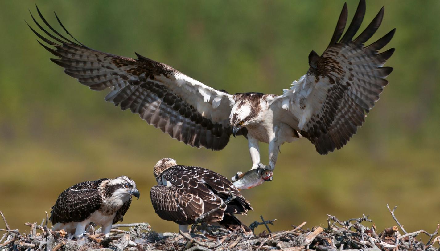 Am häufigsten sind Greifvögel von den Gift-Attacken betroffen. (Symbolbild) 