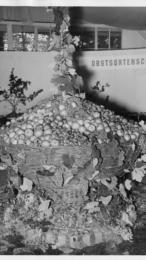 Bilder aus der Sonderausstellung zum Stadtparkjubiläum - Spätobst 1951.