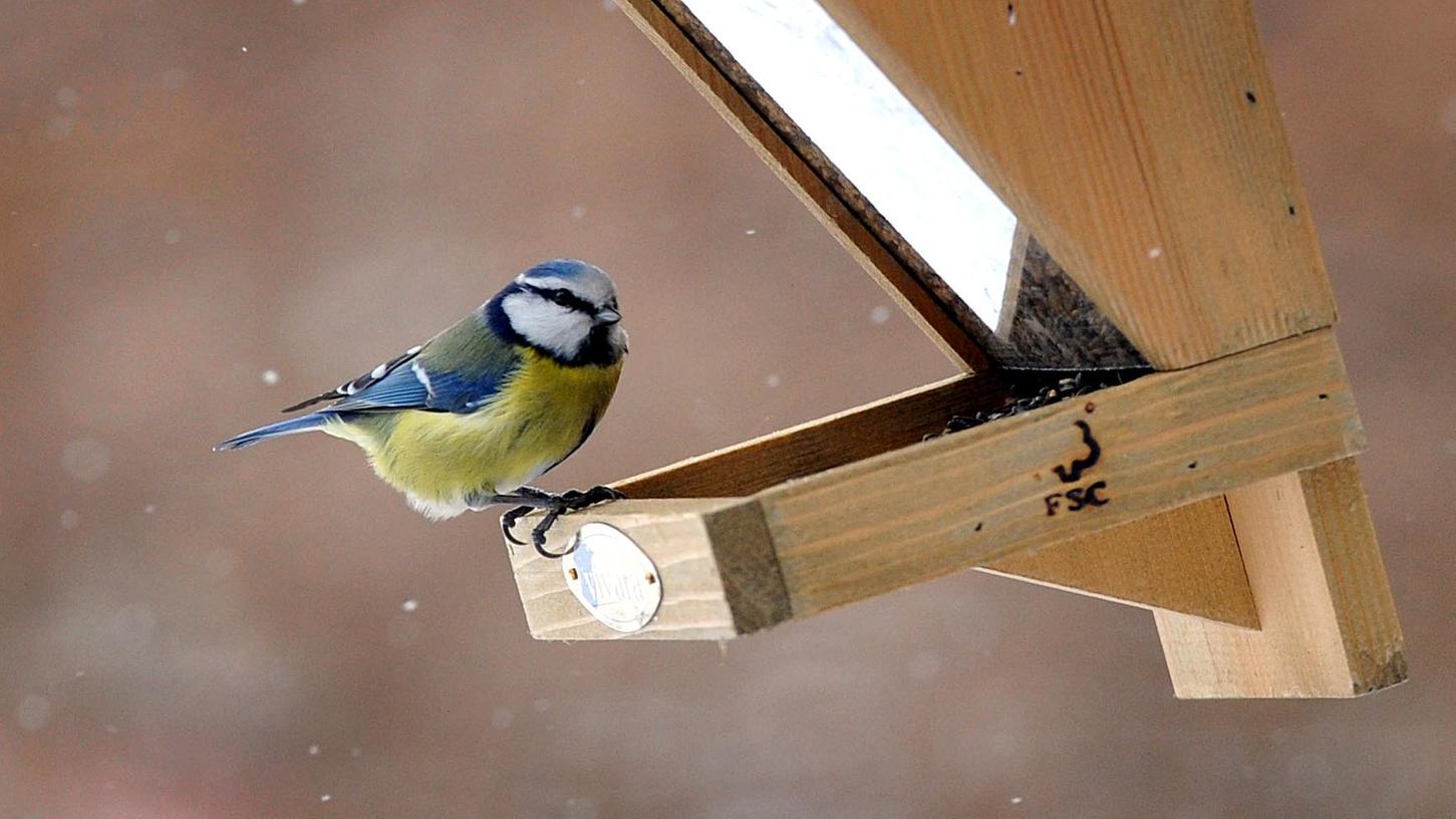 Blaumeisen sind derzeit durch ein gefährliches Bakterium bedroht.