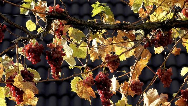 Fränkische Winzer wollen Weinanbaugebiete umbenennen Fränkische Winzer wollen Weinanbaugebiete umbenennen