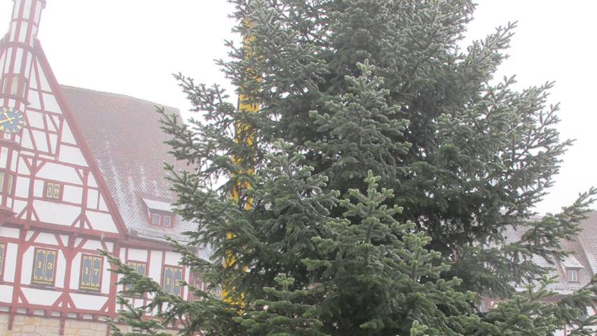 Forchheim hat wieder einen Christbaum